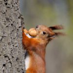 Eichhörnchen Nüsse
