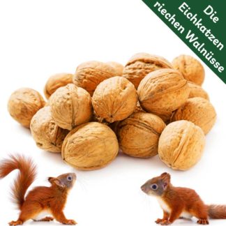 Eichhörnchenfutter Nüsse