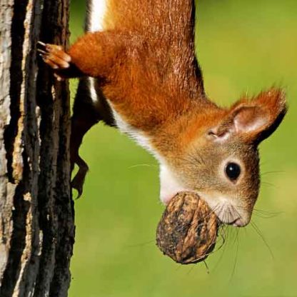 Eichhörnchen Walnuss
