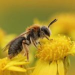 Bienenweide mehrjährig