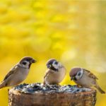 Sonnenblumenkerne für Vögel